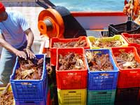 Boat returning from a Crayfish (Lobster) catch