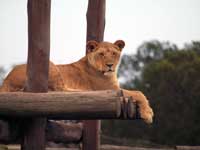 Lion at a camp along the West Coast