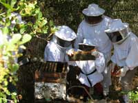 Beehive inspection