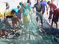 Fish trekking along the False Bay shore