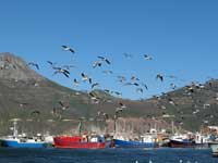 Yachts and fishing wessels in Hout Bay harbour