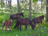 Horses in Mamre