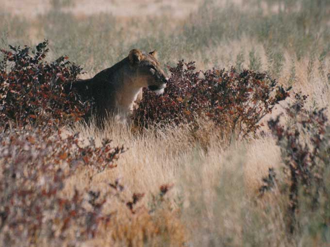 Lions in the bush of Etosha, Namibia