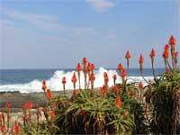 Flowers along the beach