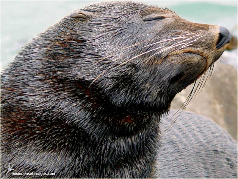 Seal on break water wall in Hout Bay harbour