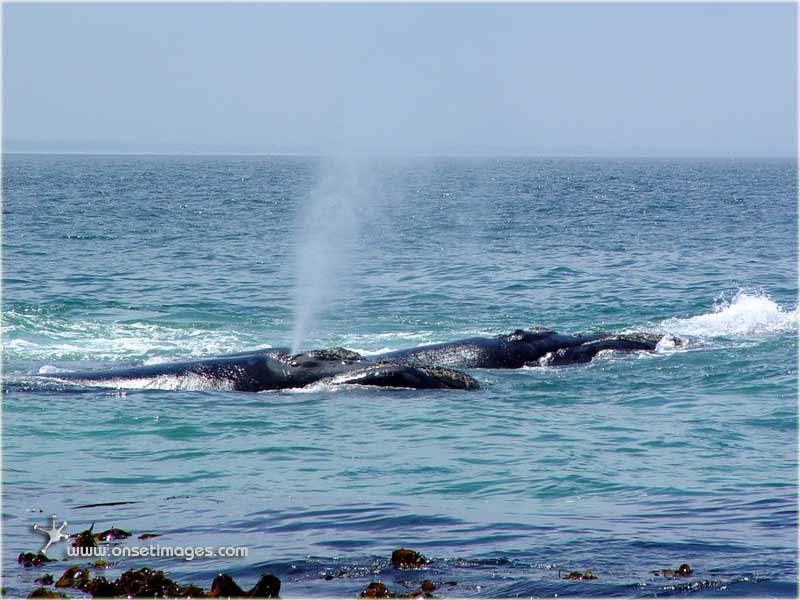 Whales in False Bay