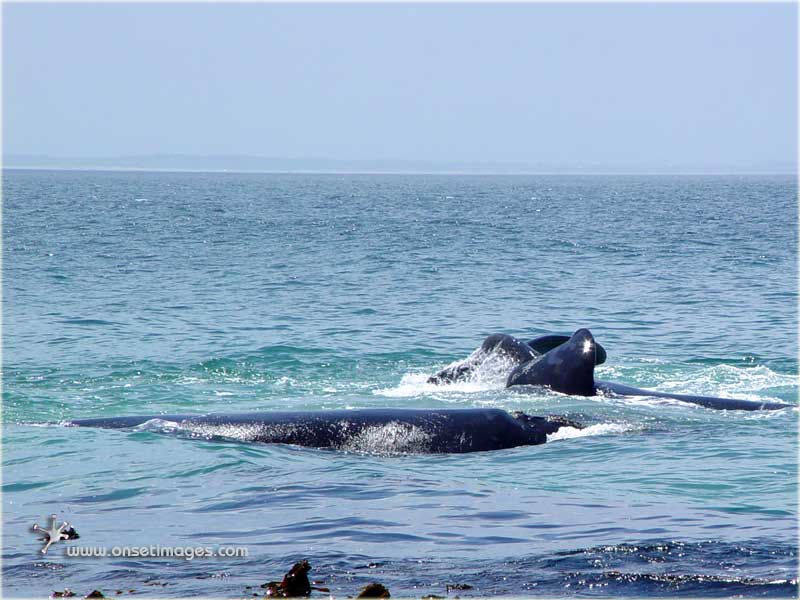 Whales in False Bay